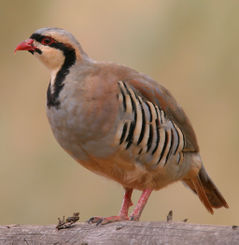 chukar1
