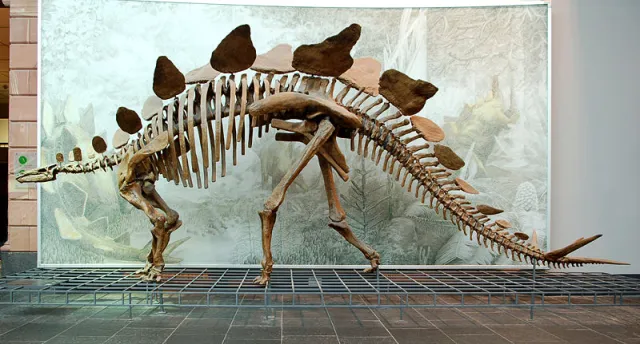 Stegosaurus, ddd Museum, from Wikipedia. Note the tiny head.