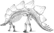 stegosaurus_3