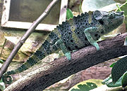 Chameleon. From Wikipedia: Chameleon