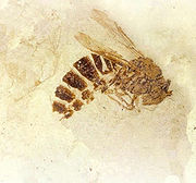 Fossil wasp from the Florissant Formation (credit: xxx)