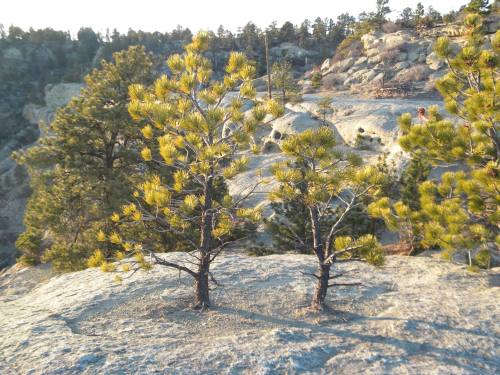 Ponderosa pine saplings growing out of a fracture on top of a bedding plane.